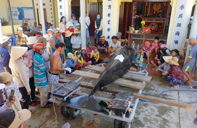 Cá voi nặng hơn 1 tấn chết trong vịnh Nha Trang-1