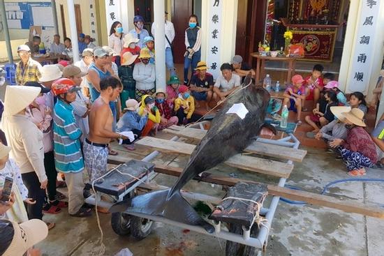 Cá voi nặng hơn 1 tấn chết trong vịnh Nha Trang