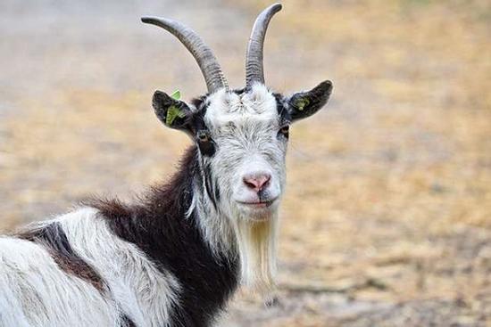 Top 3 con giáp khi có nhiều tiền thì dễ dàng đổ đốn, cần cẩn trọng trước sự cám dỗ của nó