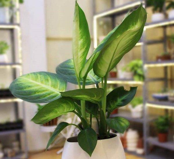 5 loại cây cảnh dễ chăm sóc, giúp thanh lọc không khí, mang lại nhiều may mắn về tài lộc-1