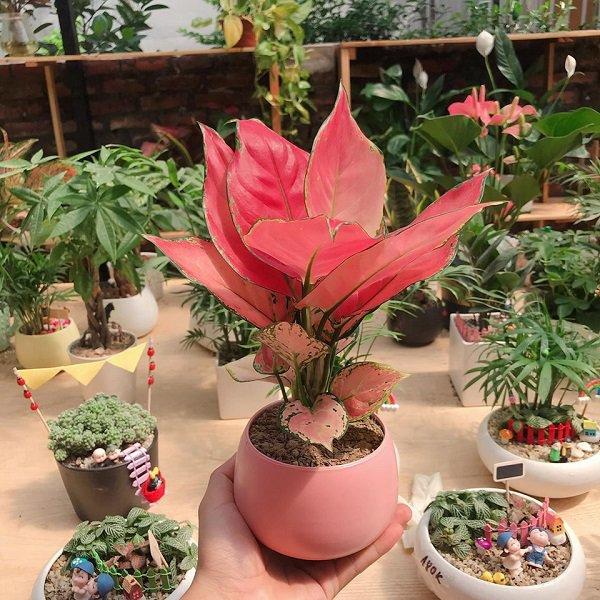 Bàn làm việc đặt cây vạn lộc, thêm may mắn giúp sự nghiệp lên vù vù-1