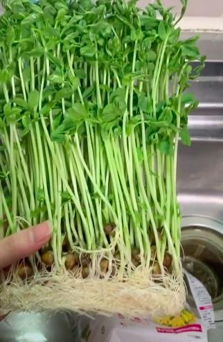 Cô gái Việt bật mí loại rau ở Nhật có thể tái chế tại nhà, ăn xong rau tự mọc lên cái mới khỏi phải tốn tiền mua nhiều lần-1