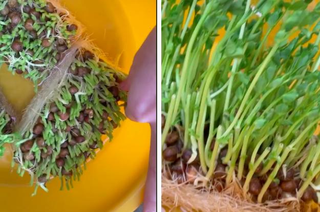 Cô gái Việt bật mí loại rau ở Nhật có thể tái chế tại nhà, ăn xong rau tự mọc lên cái mới khỏi phải tốn tiền mua nhiều lần-3