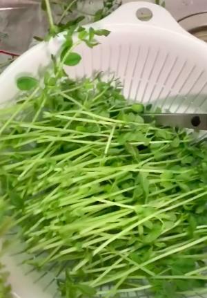 Cô gái Việt bật mí loại rau ở Nhật có thể tái chế tại nhà, ăn xong rau tự mọc lên cái mới khỏi phải tốn tiền mua nhiều lần-2