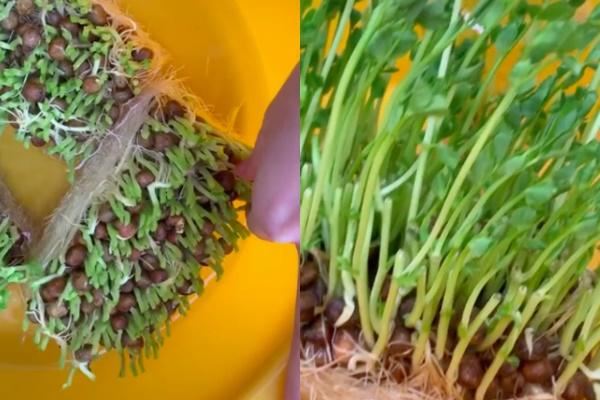 Cô gái hỏi cách chiên cá viên sao cho căng phồng mà không bị nhăn nhúm như tàu lá và không thể ngờ với loạt bình luận cực giải trí của dân mạng-4