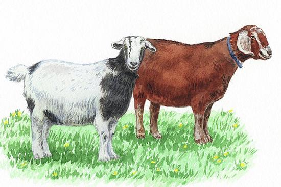 Top 4 con giáp nữ dễ bước ‘hai lần đò’ nhưng thường viên mãn với lần lựa chọn thứ 2