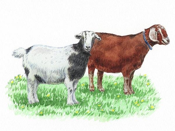 Top 4 con giáp nữ dễ bước ‘hai lần đò’ nhưng thường viên mãn với lần lựa chọn thứ 2-2