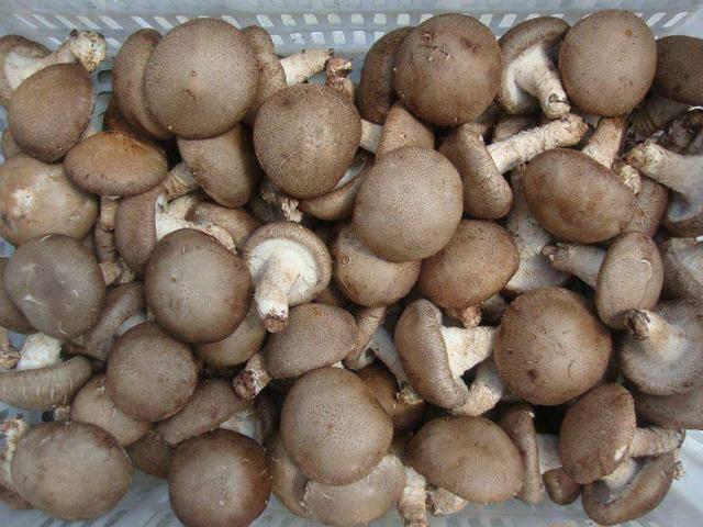 Khi chọn nấm hương tươi, thấy 5 dấu hiệu này tốt nhất đừng mua về nhà-2