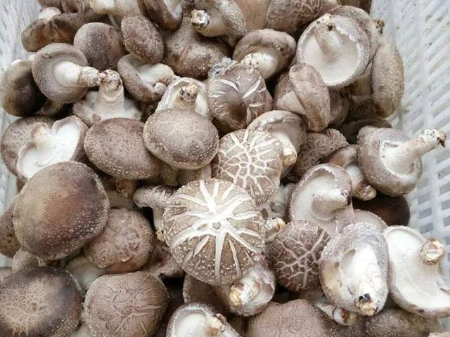 Khi chọn nấm hương tươi, thấy 5 dấu hiệu này tốt nhất đừng mua về nhà-3