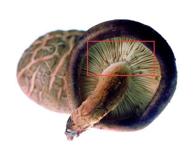 Khi chọn nấm hương tươi, thấy 5 dấu hiệu này tốt nhất đừng mua về nhà-4