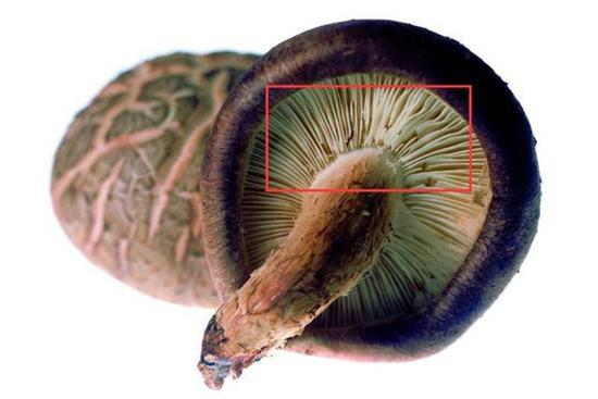 Khi chọn nấm hương tươi, thấy 5 dấu hiệu này tốt nhất đừng mua về nhà