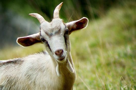 Những con giáp nữ lúc nhỏ trong top 'nhàn nhạt nhan sắc', lớn lên lại 'mặn chát'