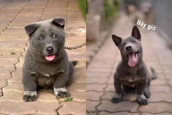 Chú chó quốc dân Nguyễn Văn Dúi dậy thì kinh ngạc sau 3 tháng nổi đình đám MXH-2