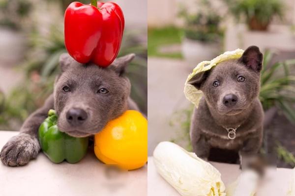 Chú chó quốc dân Nguyễn Văn Dúi dậy thì kinh ngạc sau 3 tháng nổi đình đám MXH-4