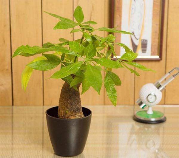 Những loại cây nghe tên đã thấy giàu, đặt bàn làm việc giúp thêm may mắn-3
