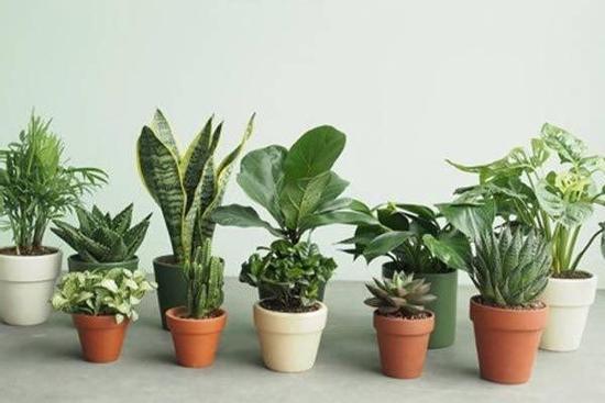 Những loại cây nghe tên đã thấy giàu, đặt bàn làm việc giúp thêm may mắn