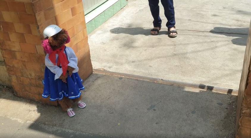 MXH Việt phát cuồng cô chó đi bằng 2 chân, video mới xuất hiện hút gần 5,5 triệu lượt xem-3