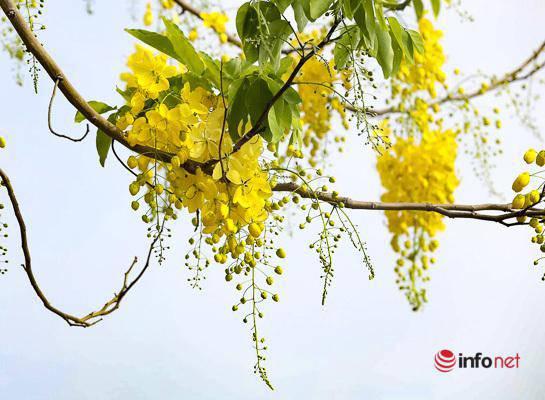 Ngắm vẻ đẹp dịu dàng, kiêu sa của hoa muồng hoàng yến ven hồ Tây-3