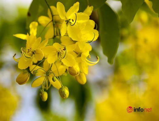 Ngắm vẻ đẹp dịu dàng, kiêu sa của hoa muồng hoàng yến ven hồ Tây-4