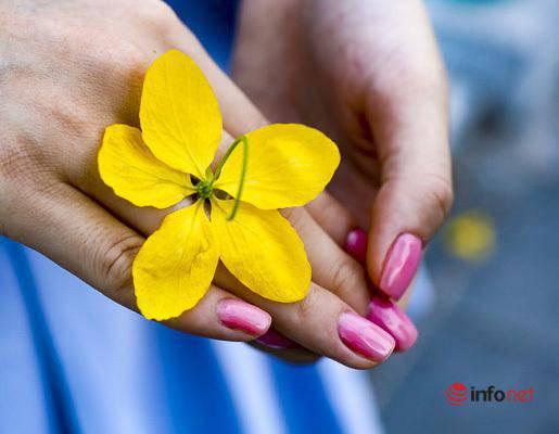 Ngắm vẻ đẹp dịu dàng, kiêu sa của hoa muồng hoàng yến ven hồ Tây-5