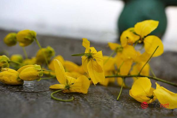 Ngắm vẻ đẹp dịu dàng, kiêu sa của hoa muồng hoàng yến ven hồ Tây-6