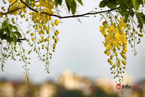 Ngắm vẻ đẹp dịu dàng, kiêu sa của hoa muồng hoàng yến ven hồ Tây-7