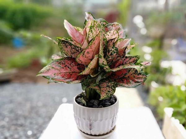 Những loại cây may mắn đặt trên bàn thờ, gia chủ làm gì cũng hanh thông-2