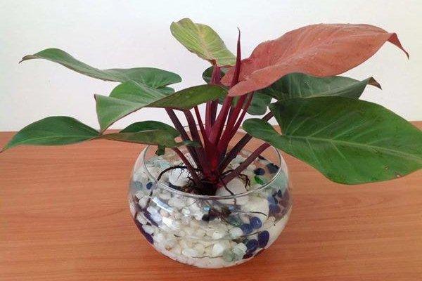 Hoa cúng Rằm nên cắm bao nhiêu bông để tụ tài, đón lộc? Nhà nào cũng đang làm sai!-6