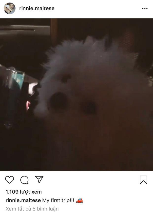 Lộ bằng chứng Phillip Nguyễn đưa Linh Rin và cún cưng về villa ở Vũng Tàu nghỉ dưỡng-6