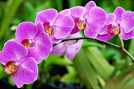 5 loại hoa đẹp bày trong phòng khách giúp hút tài lộc, rước thêm tiền của vào nhà