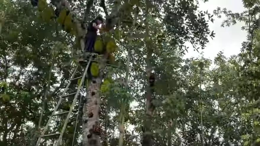 Rút 500 ngàn thách chị em trèo cây cao, Trang Trần nhận cái kết quá đắng-4