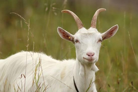 Top 3 con giáp biết rất nhiều bí mật của người khác nhưng sẽ không hay tiết lộ