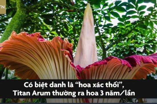 Bông hoa nặng 77 kg, lớn nhất thế giới