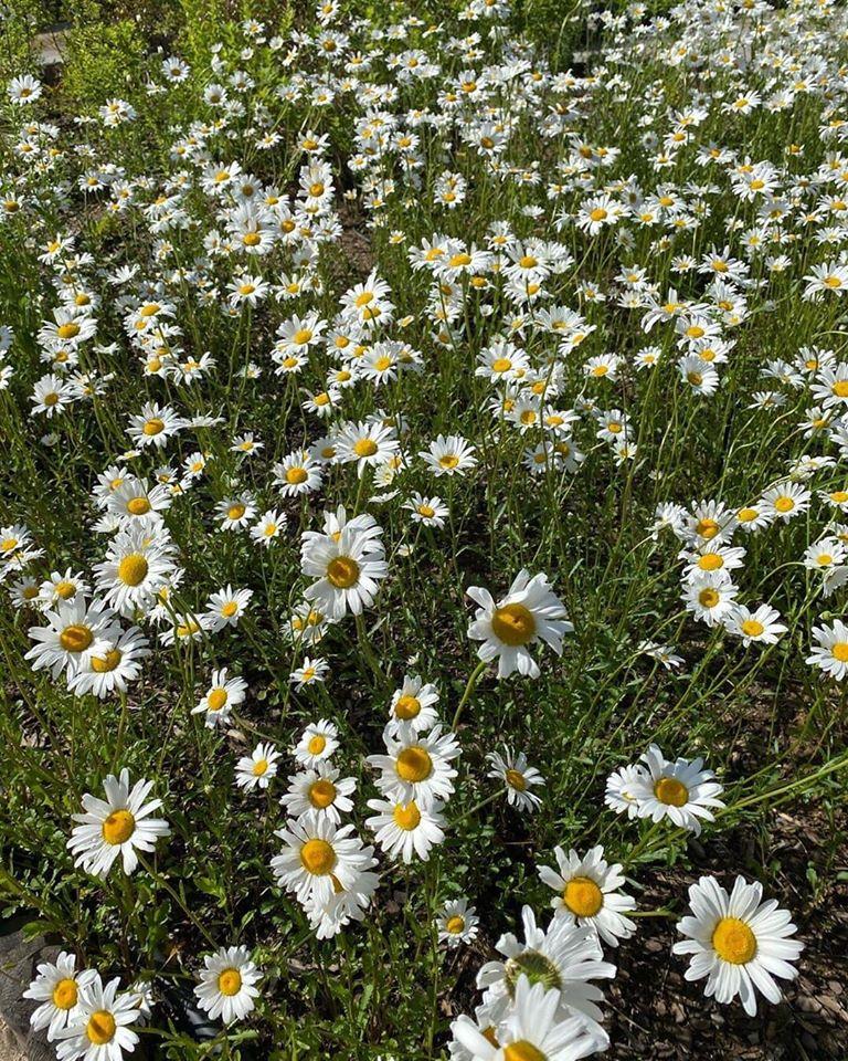 Động thái của Song Hye Kyo sau khi lộ hàng loạt bằng chứng tái hợp Hyun Bin-7