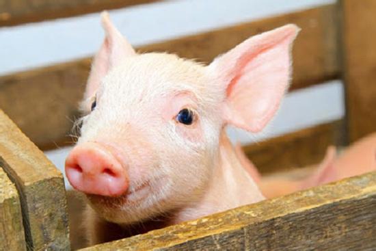 3 con giáp những năm tháng đầu đời cơ cực khó khăn, về cuối đời hạnh phúc suôn sẻ