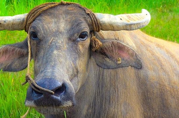 3 con giáp những năm tháng đầu đời cơ cực khó khăn, về cuối đời hạnh phúc suôn sẻ-2