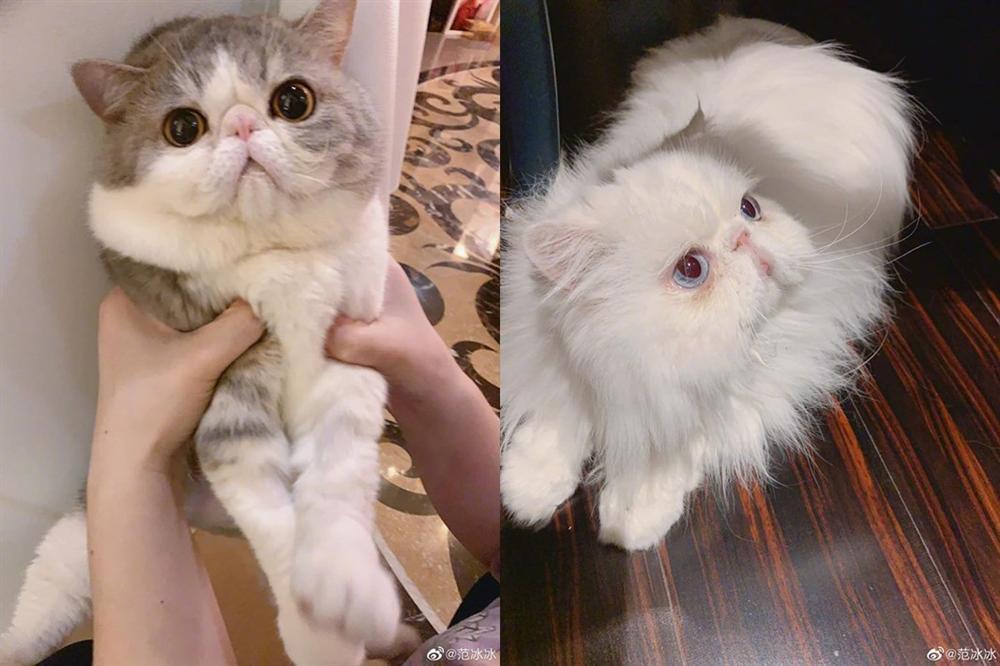 Dàn mỹ nhân Hoa ngữ trải qua ngày tỏ tình 520 như thế nào?-3