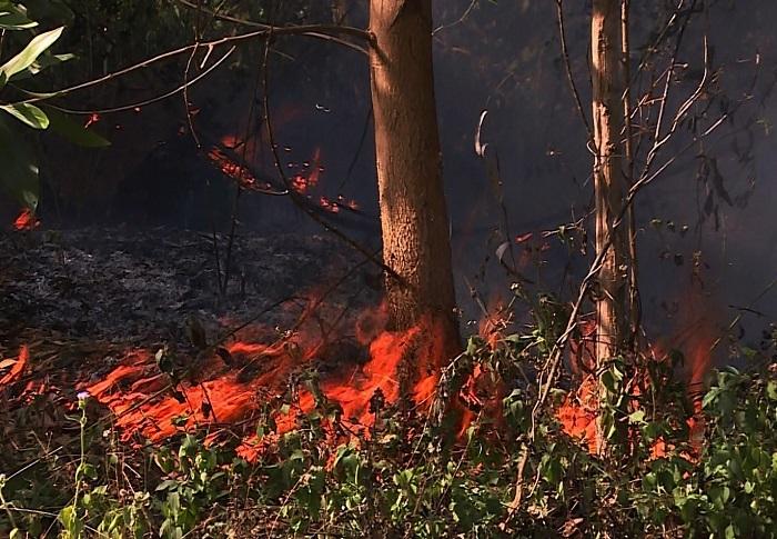 Cháy rừng tràm hơn 3 tiếng sát sân bay Đà Nẵng, 5.000 m2 bị thiêu rụi-1