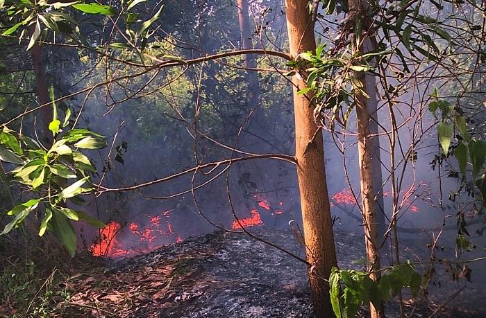 Cháy rừng tràm hơn 3 tiếng sát sân bay Đà Nẵng, 5.000 m2 bị thiêu rụi-2