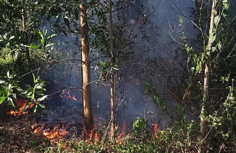 Cháy rừng tràm hơn 3 tiếng sát sân bay Đà Nẵng, 5.000 m2 bị thiêu rụi-3