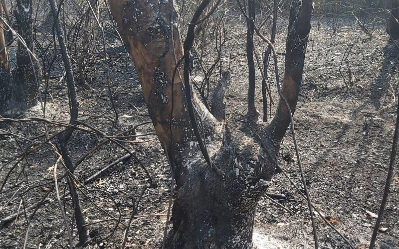 Cháy rừng tràm hơn 3 tiếng sát sân bay Đà Nẵng, 5.000 m2 bị thiêu rụi-7