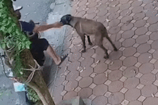 Nhóm trộm chó rải đinh sắt, bắn súng tự chế chống trả công an truy bắt-3