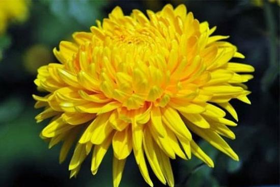 Đầu tháng cúng thần Tài cứ dâng những loại hoa phú quý