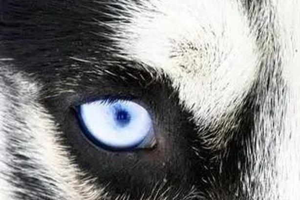 Top 3 con giáp luôn đem lại cảm giác thoải mái khiến người khác chỉ muốn xán lại gần-2