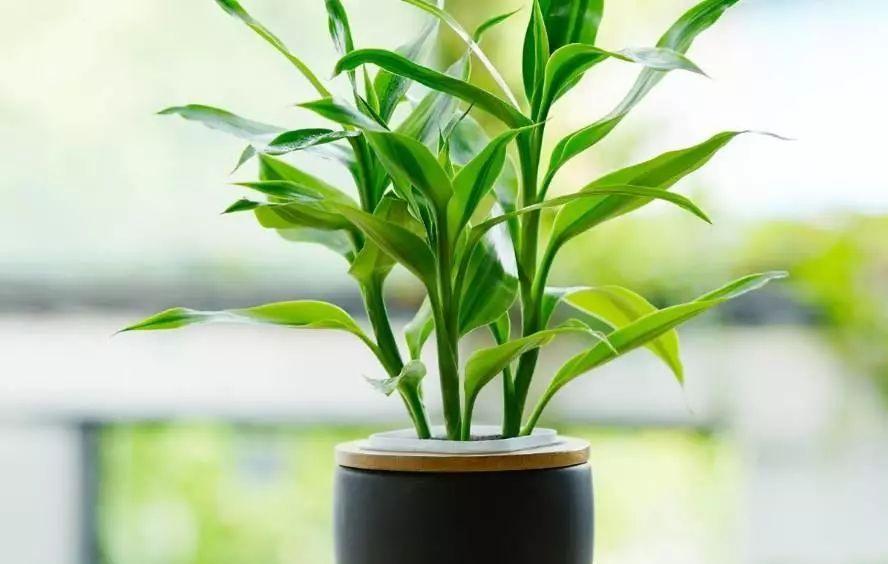 Chọn chậu cây trúc phú quý thích nhất để biết liệu bạn có nghèo khó cả đời-4