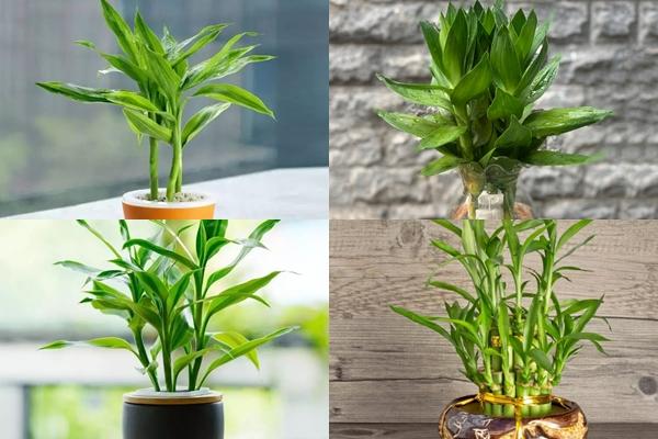 Chọn bó hoa thích nhất để biết bạn có bao nhiêu người yêu-6