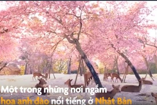 Cảnh tượng chưa từng thấy trong công viên Nara ở Nhật