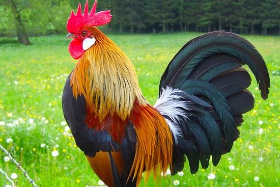 Những con giáp luôn thích trì hoãn mọi việc đến tận hạn chót