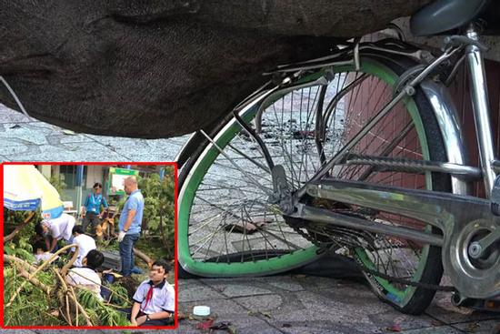 Cây phượng vĩ trong sân trường ở TP.HCM bật gốc làm 1 học sinh tử vong, nhiều em thương nặng