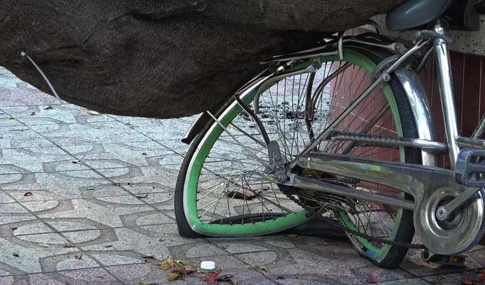 Cây phượng vĩ trong sân trường ở TP.HCM bật gốc làm 1 học sinh tử vong, nhiều em thương nặng-6